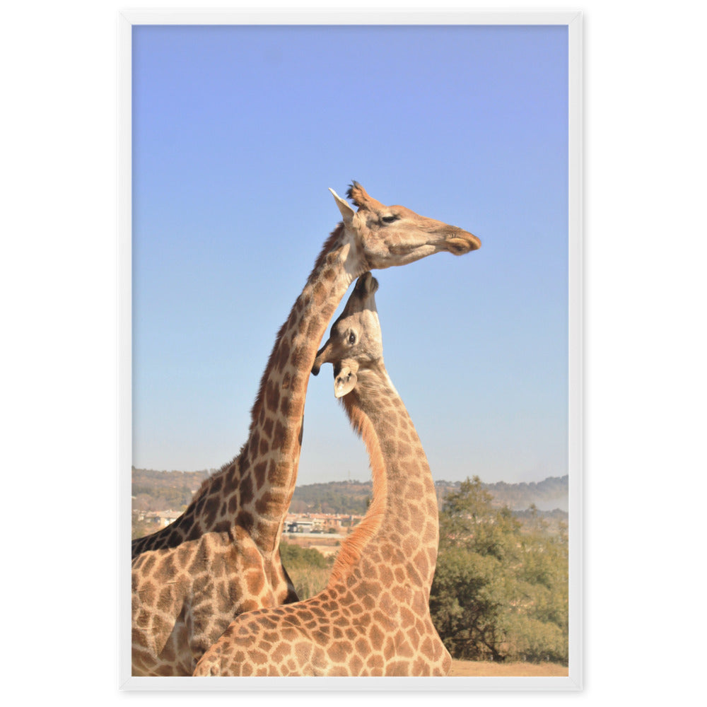 Giraffen - Poster im Rahmen Weiß / 61×91 cm artlia