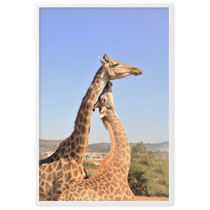 Giraffen - Poster im Rahmen Weiß / 61×91 cm artlia