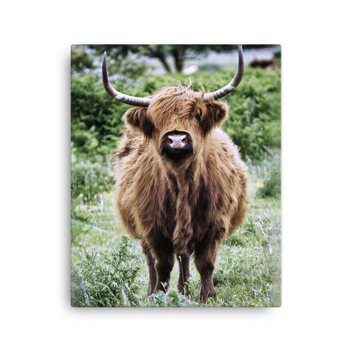 Highland cattle - Leinwand 41x51 cm artlia