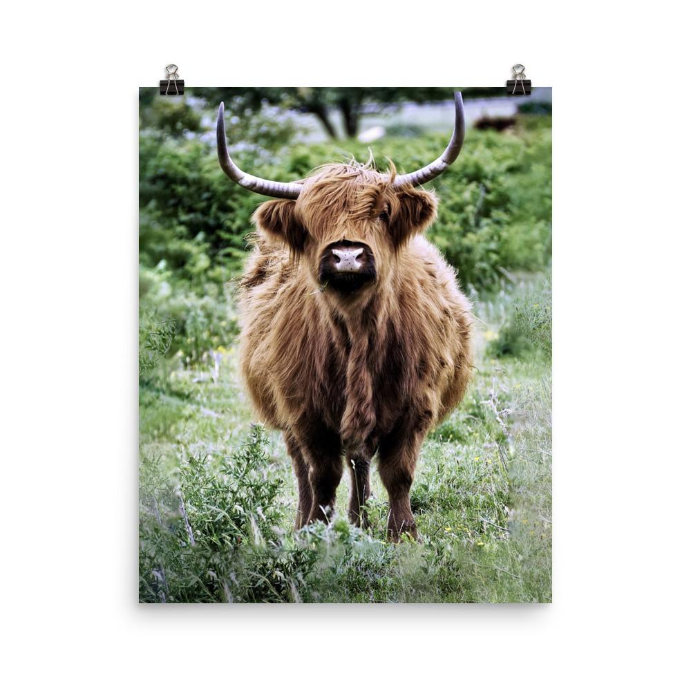 Highland cattle - Poster 20x25 cm artlia