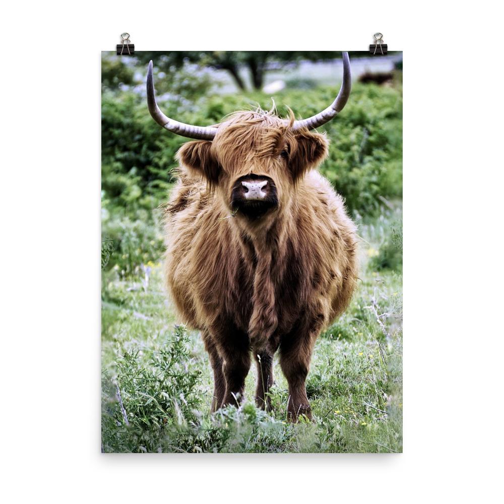 Highland cattle - Poster 30x41 cm artlia