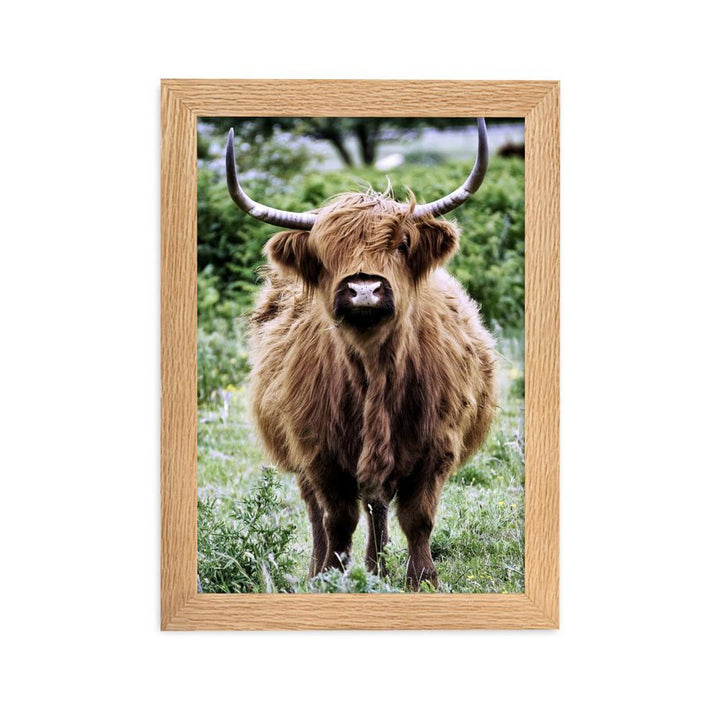 Highland cattle - Poster im Rahmen Oak / 21×30 cm artlia