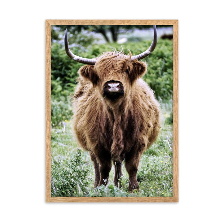 Highland cattle - Poster im Rahmen Oak / 50×70 cm artlia