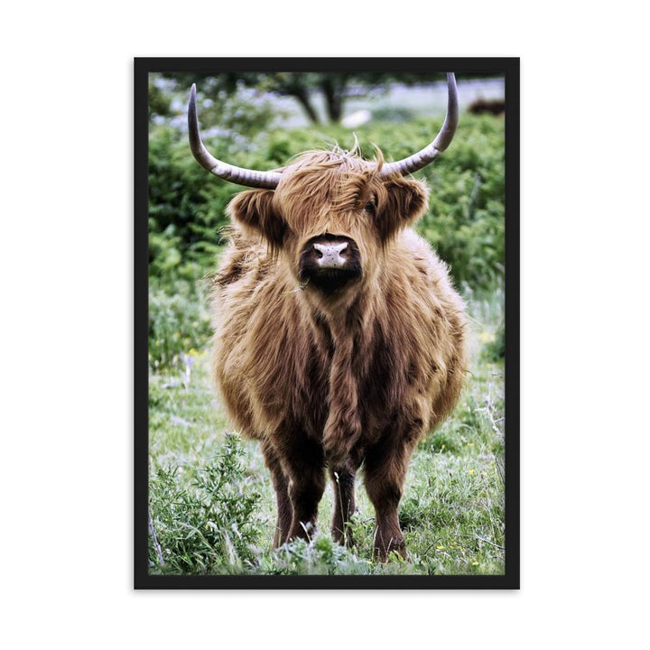 Highland cattle - Poster im Rahmen Schwarz / 50×70 cm artlia