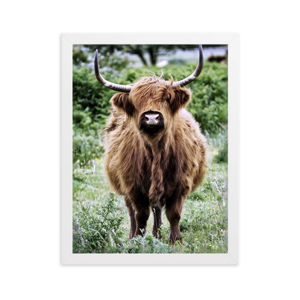 Highland cattle - Poster im Rahmen Weiß / 30×40 cm artlia