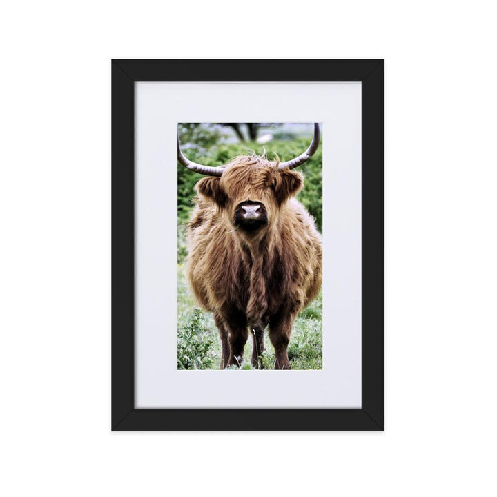 Highland cattle - Poster im Rahmen mit Passepartout Schwarz / 21×30 cm artlia