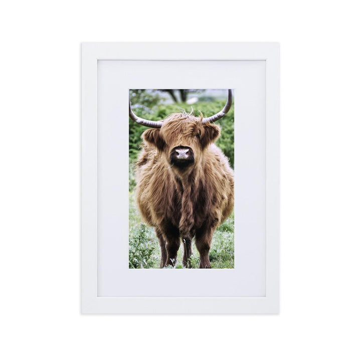 Highland cattle - Poster im Rahmen mit Passepartout Weiß / 21×30 cm artlia