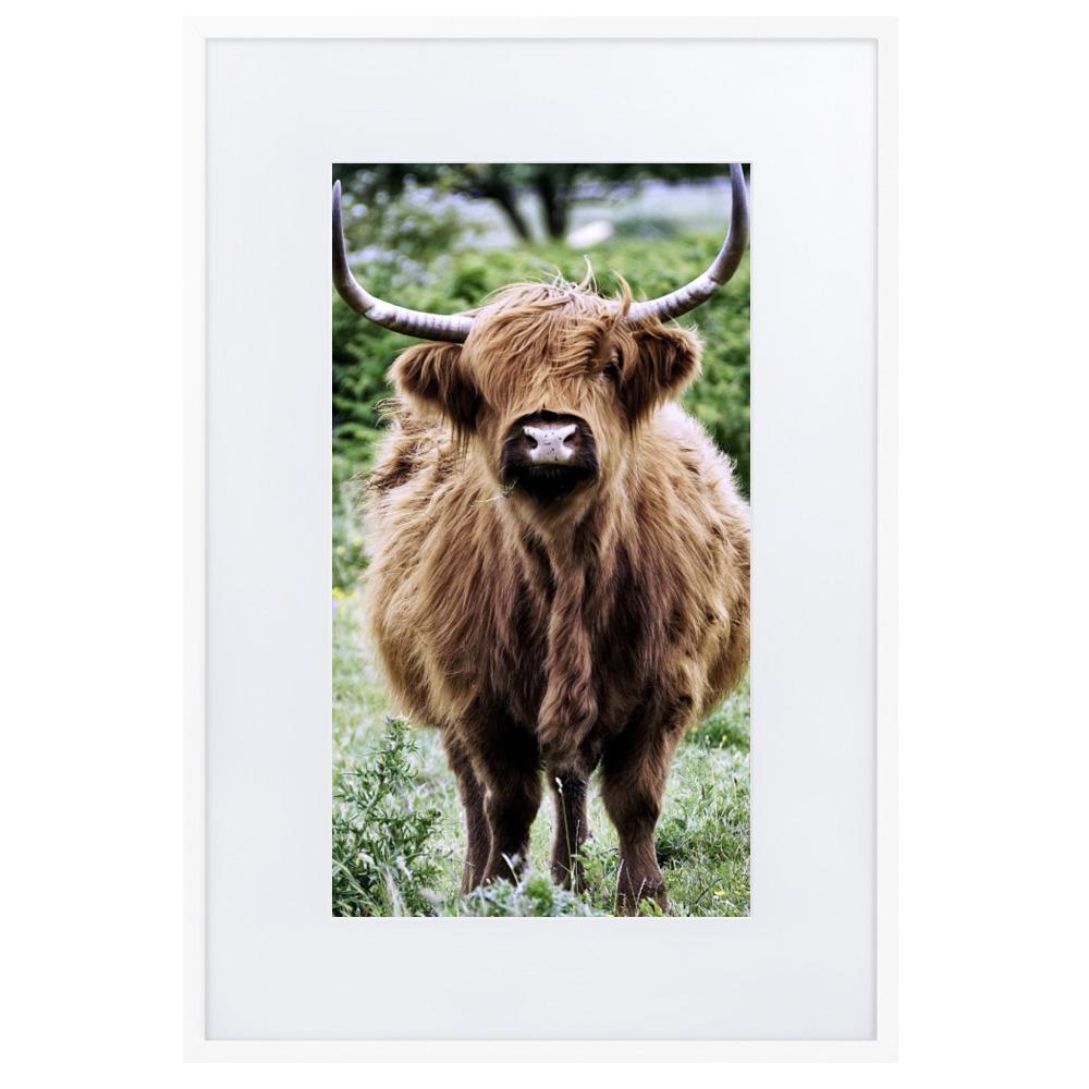 Highland cattle - Poster im Rahmen mit Passepartout Weiß / 61×91 cm artlia