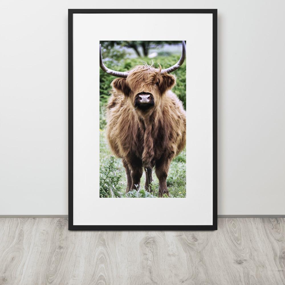 Highland cattle - Poster im Rahmen mit Passepartout artlia