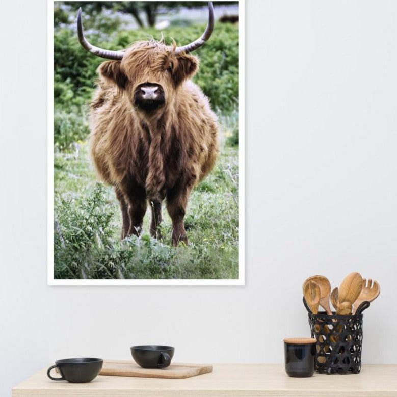 Highland cattle - Poster artlia