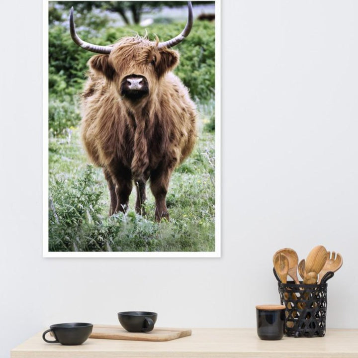 Highland cattle - Poster artlia