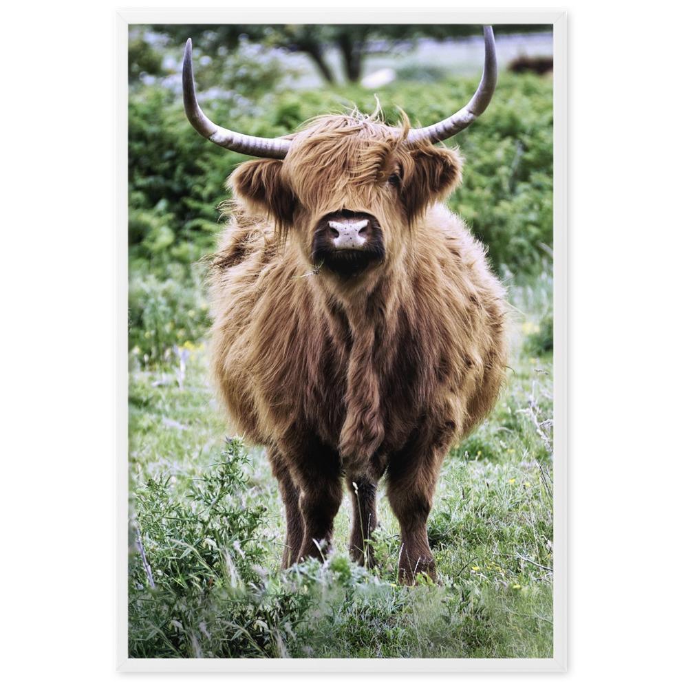 Highland cattle - Poster artlia