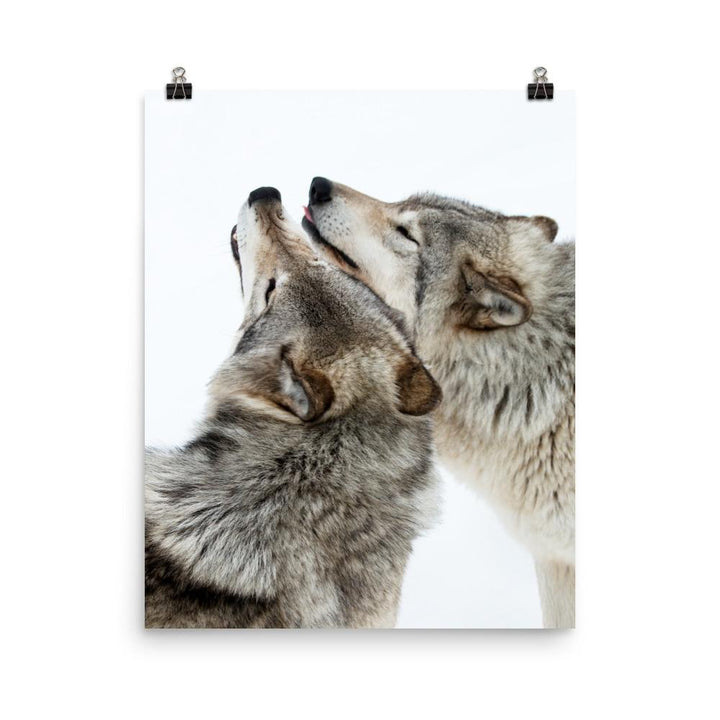 kuschelnde Wölfe - Poster 20x25 cm artlia