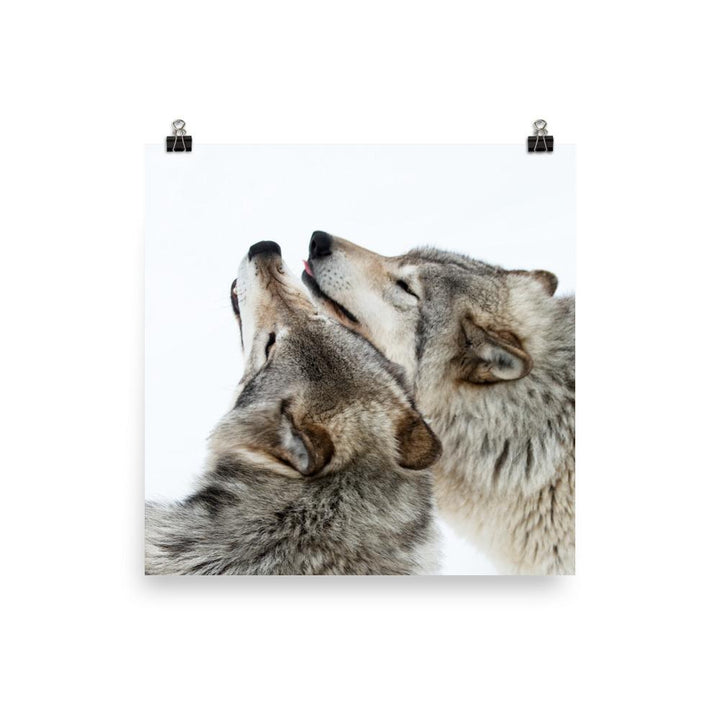 kuschelnde Wölfe - Poster 25x25 cm artlia