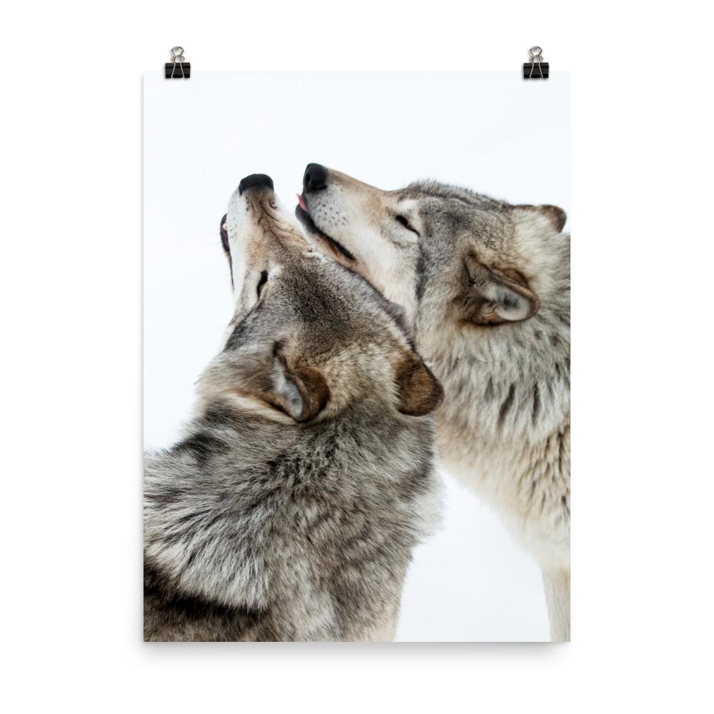 kuschelnde Wölfe - Poster 30x41 cm artlia
