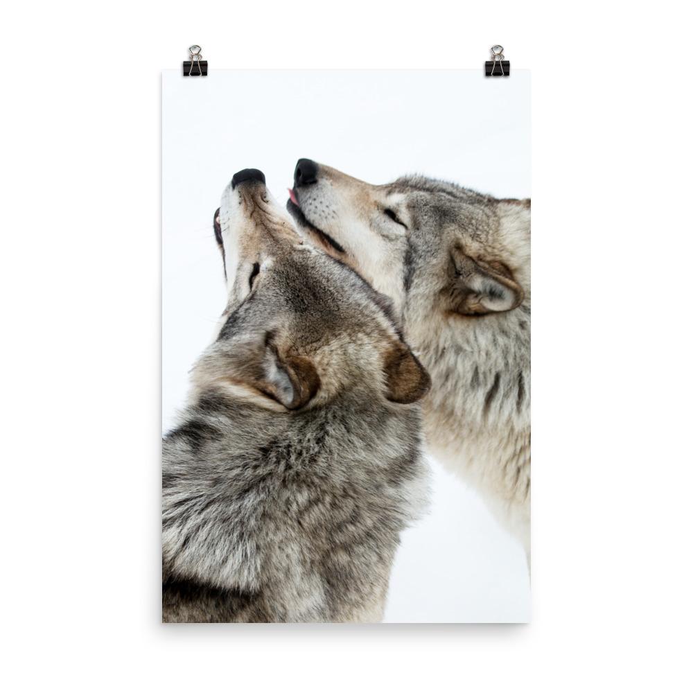kuschelnde Wölfe - Poster 30x45 cm artlia