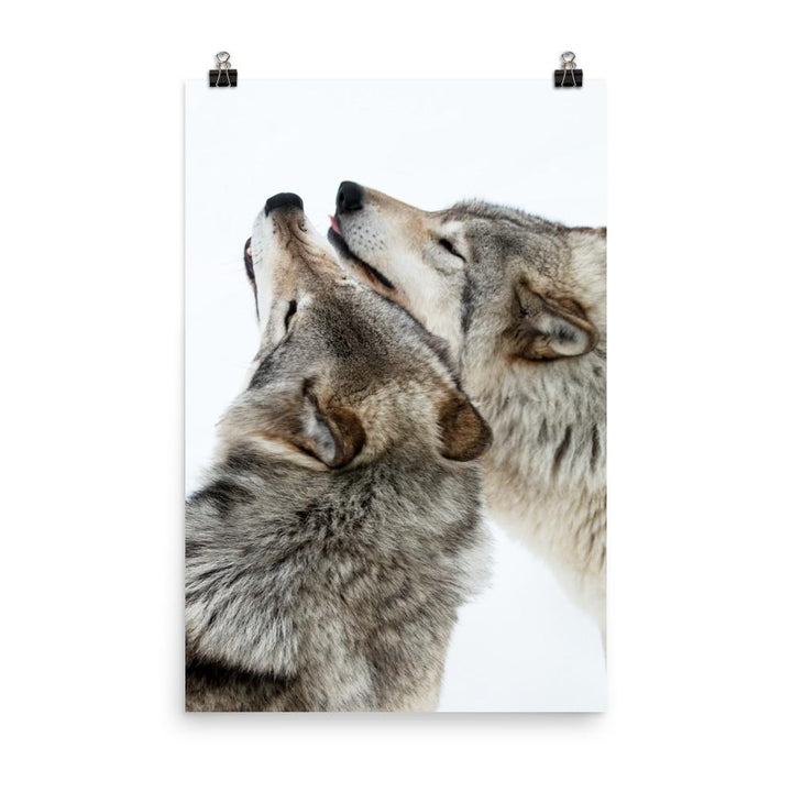 kuschelnde Wölfe - Poster 30x45 cm artlia