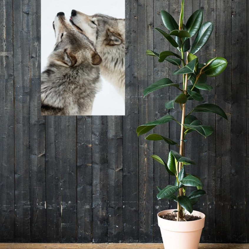 kuschelnde Wölfe - Poster artlia