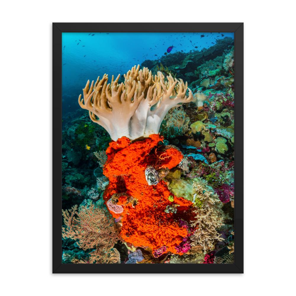 Lederkoralle - Poster im Rahmen schwarz / 18×24 artlia