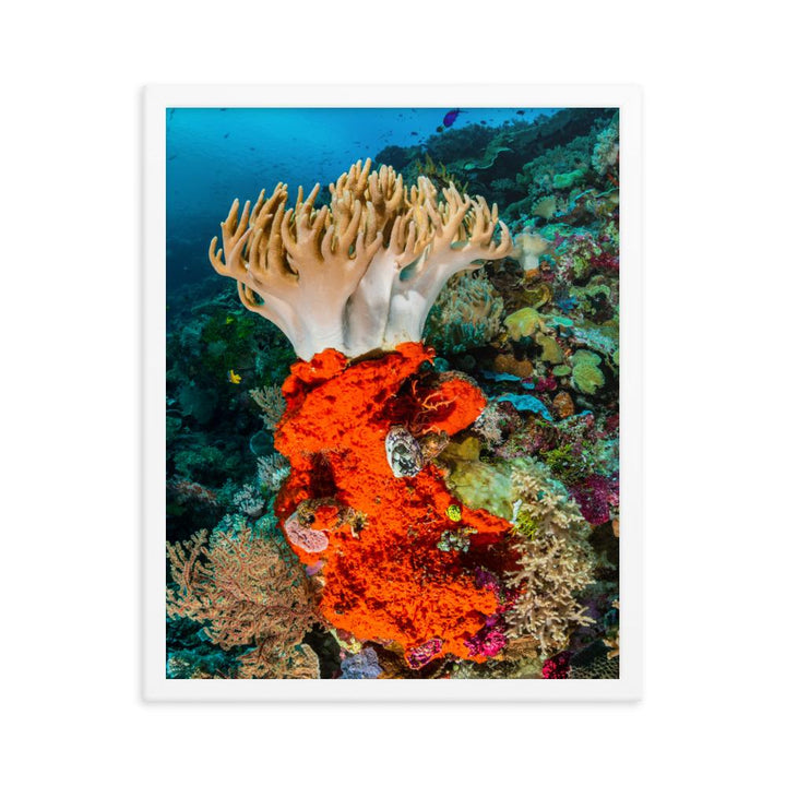 Lederkoralle - Poster im Rahmen weiß / 41x51 cm artlia