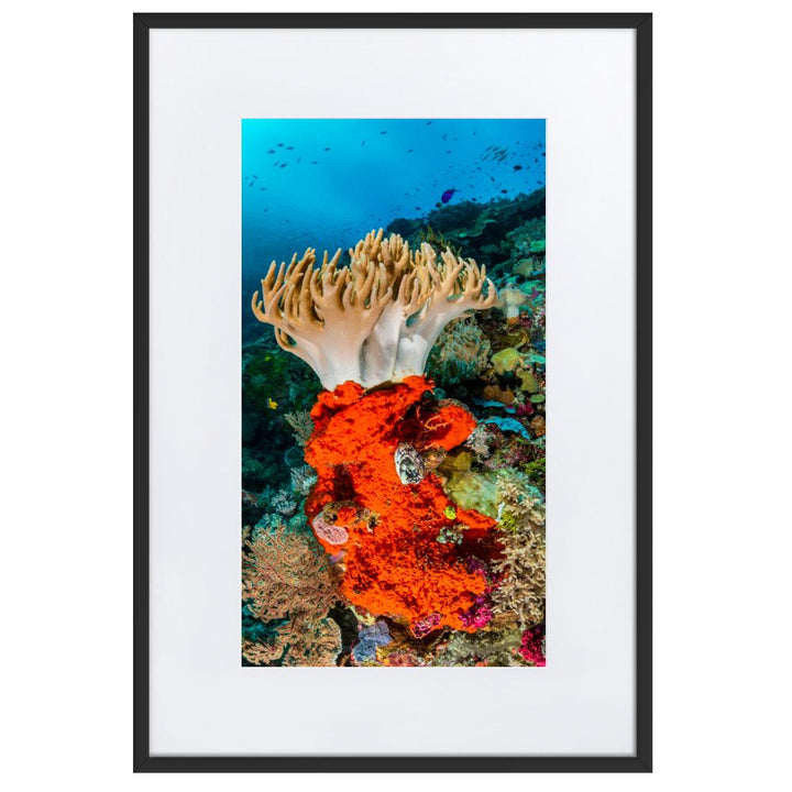Lederkoralle - Poster im Rahmen mit Passepartout schwarz / 61×91 cm artlia