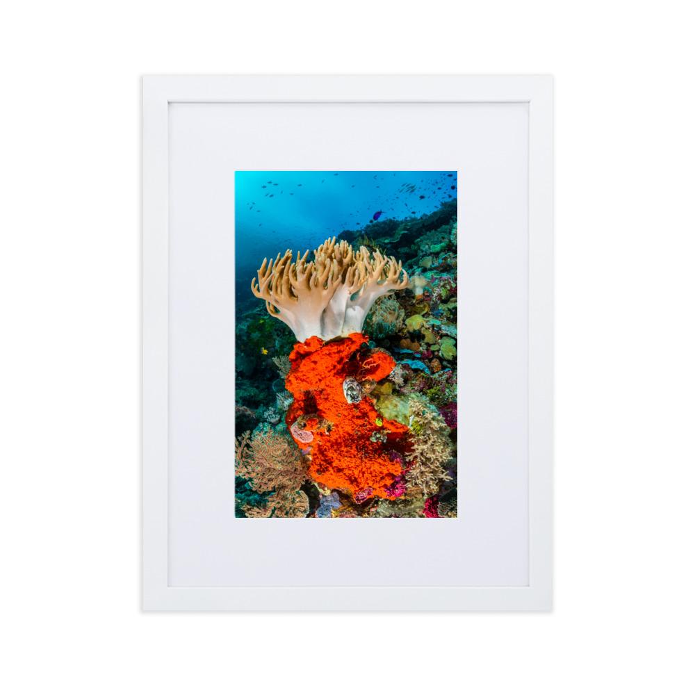 Lederkoralle - Poster im Rahmen mit Passepartout weiß / 30×40 cm artlia