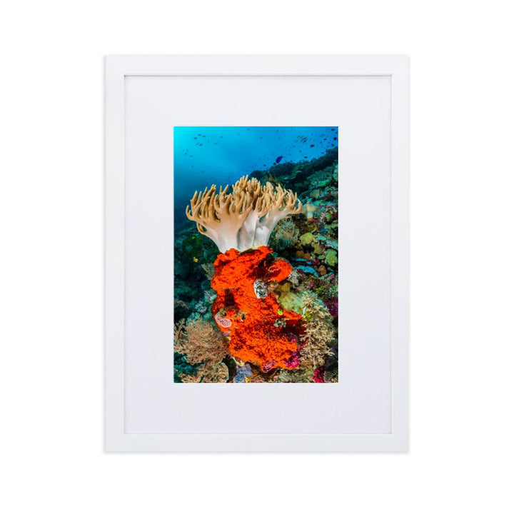 Lederkoralle - Poster im Rahmen mit Passepartout weiß / 30×40 cm artlia