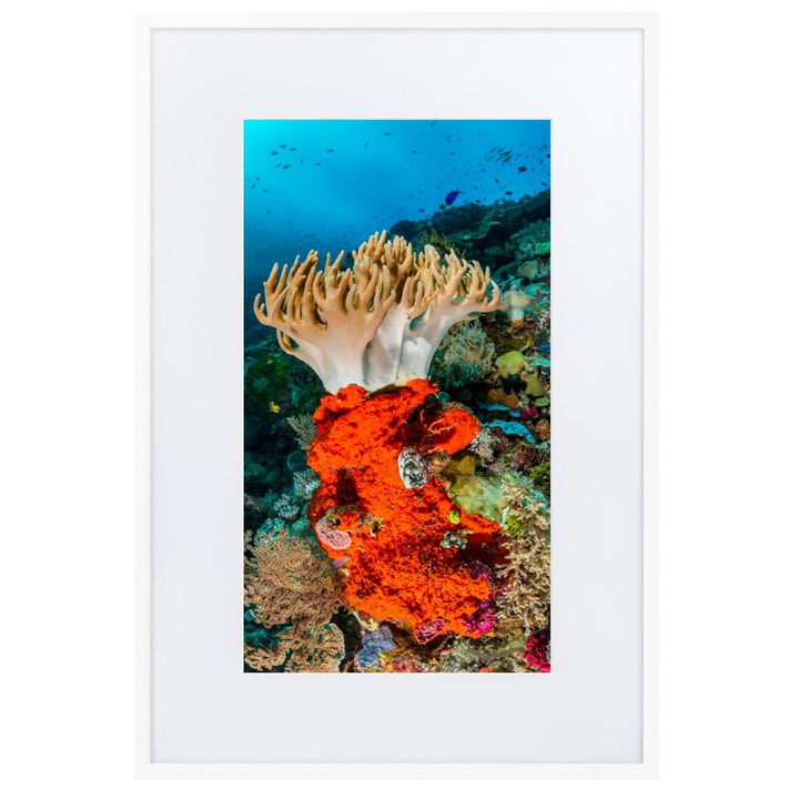 Lederkoralle - Poster im Rahmen mit Passepartout weiß / 61×91 cm artlia