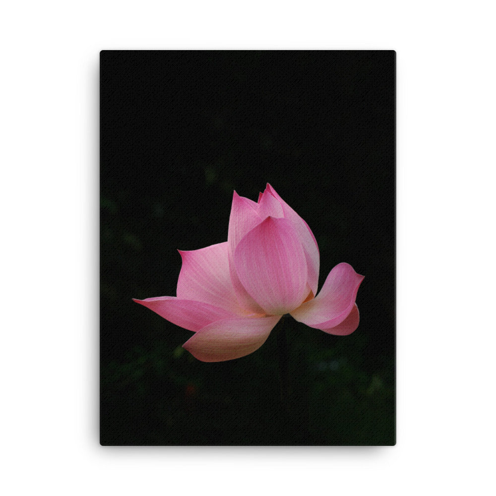 Leinwand - Lotus Seerose 30x41 cm artlia