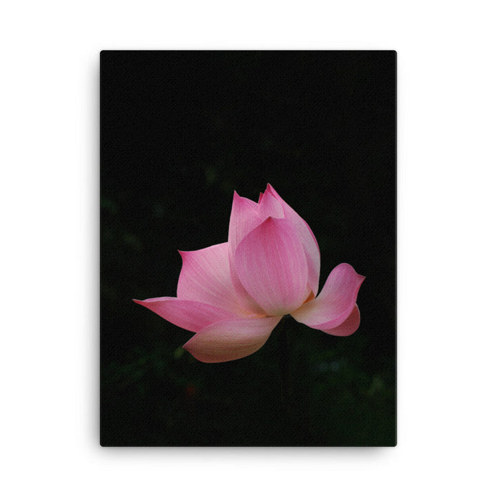 Leinwand - Lotus Seerose 30x41 cm artlia