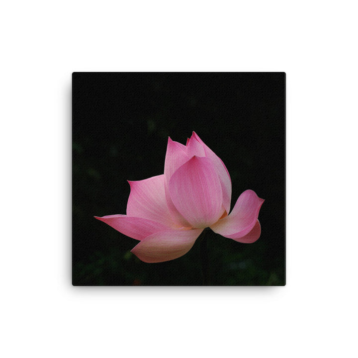 Leinwand - Lotus Seerose 41x41 cm artlia