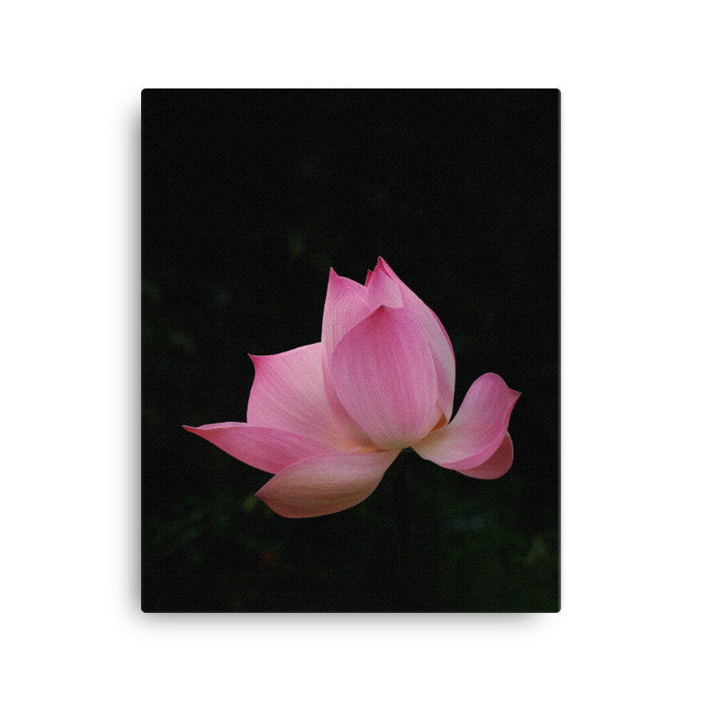 Leinwand - Lotus Seerose 41x51 cm artlia