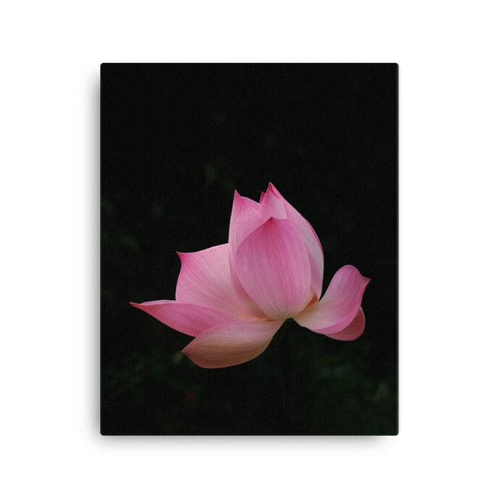 Leinwand - Lotus Seerose 41x51 cm artlia