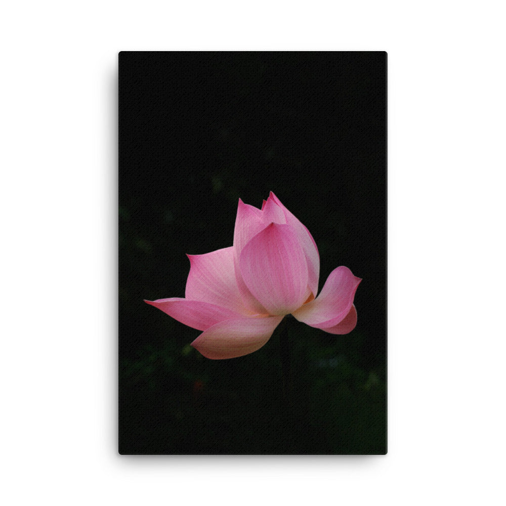 Leinwand - Lotus Seerose 61x91 cm artlia