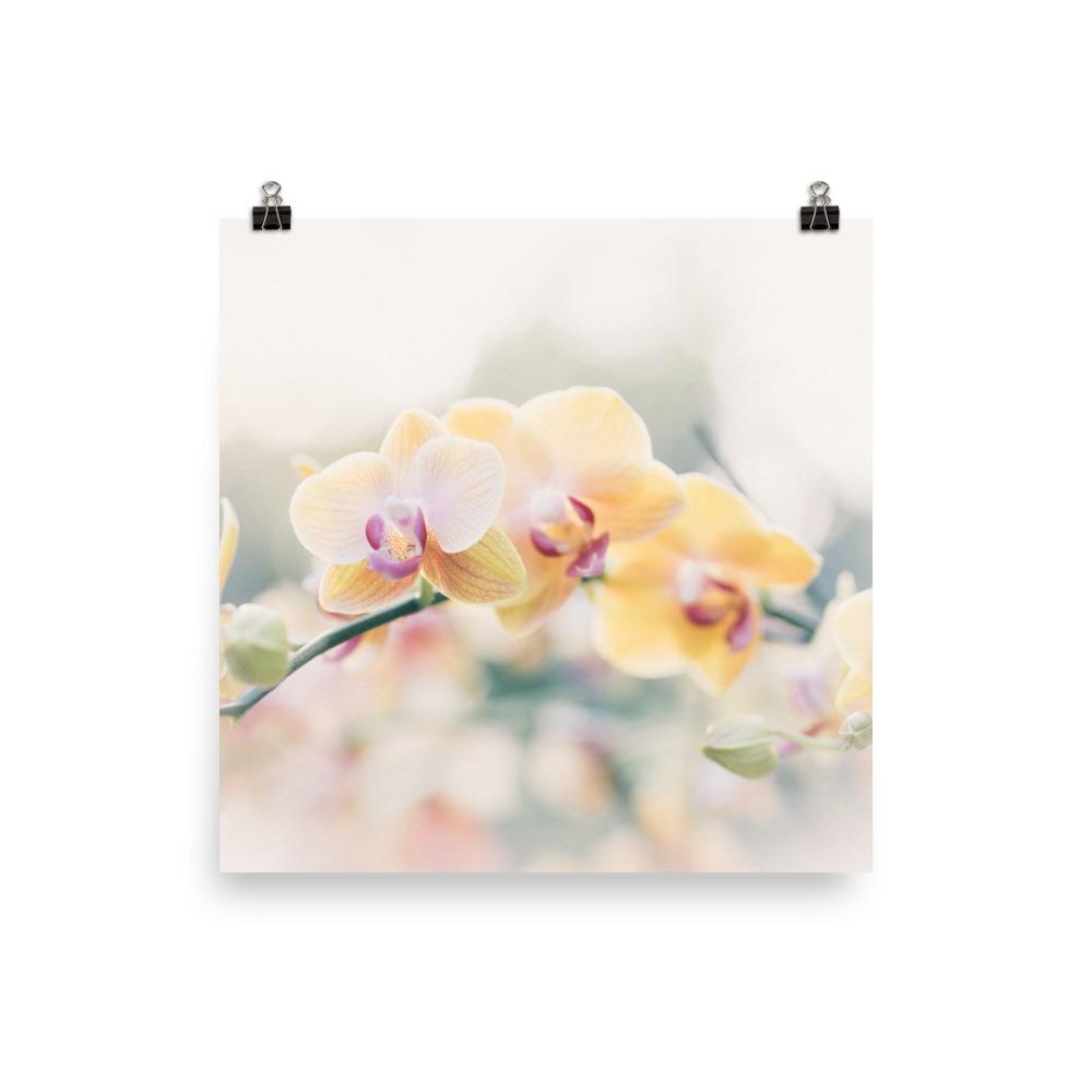 Orchidee 01 - Poster 25x25 cm artlia