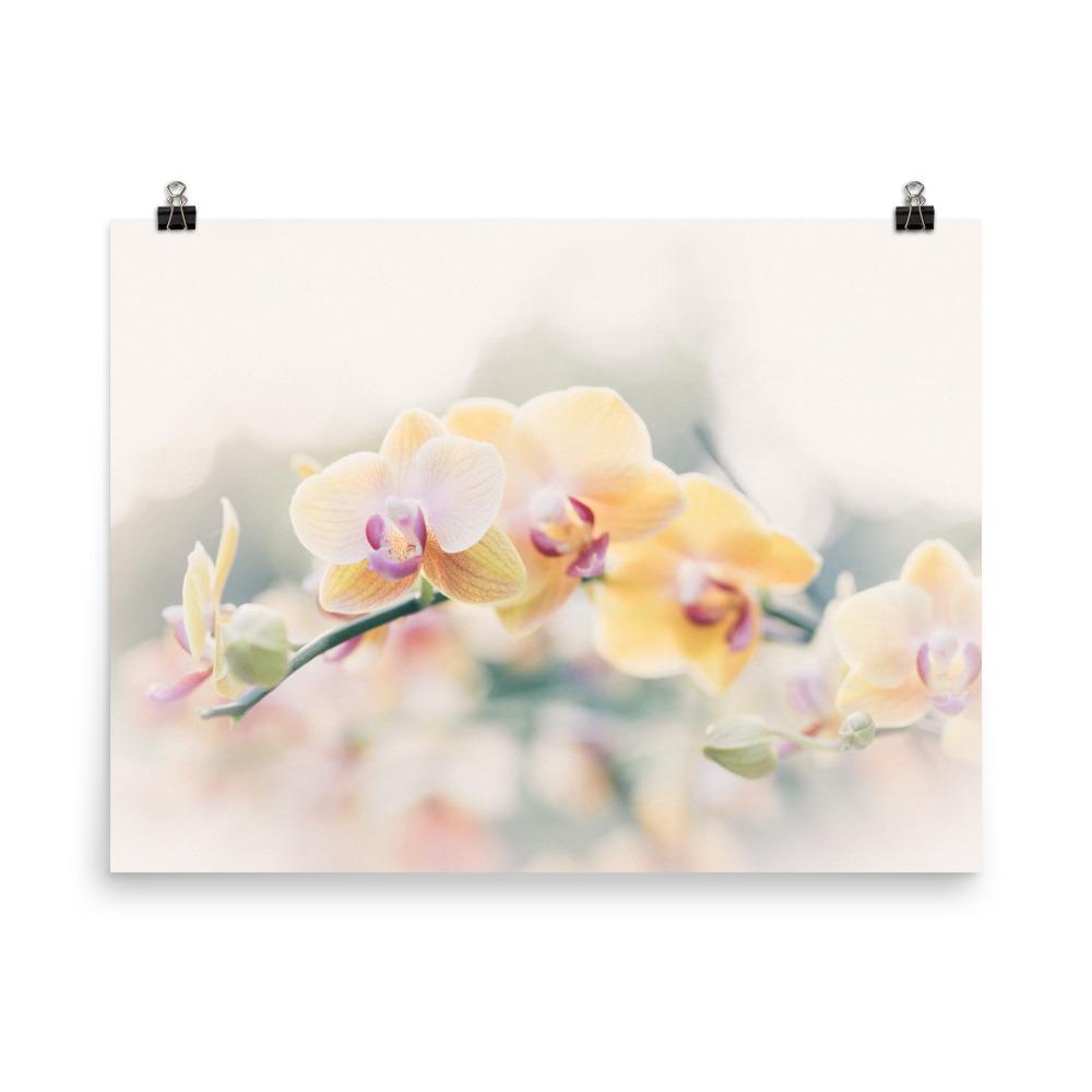 Orchidee 01 - Poster 30x41 cm artlia