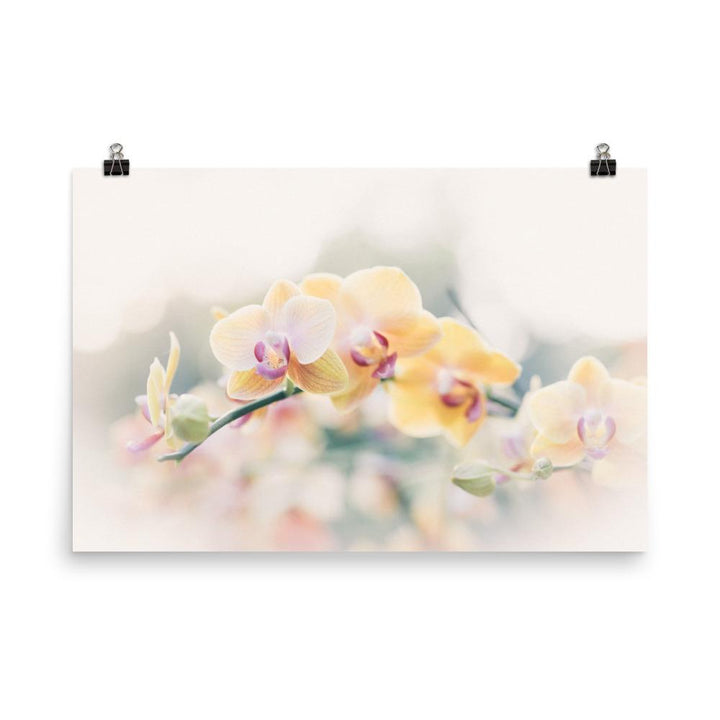 Orchidee 01 - Poster 30x45 cm artlia