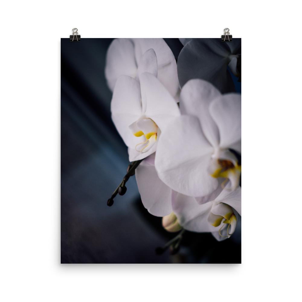 Orchidee 02 - Poster 20x25 cm artlia