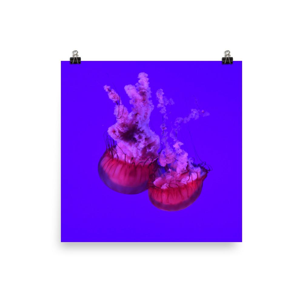 Pinke Qualle - Poster 25x25 cm artlia