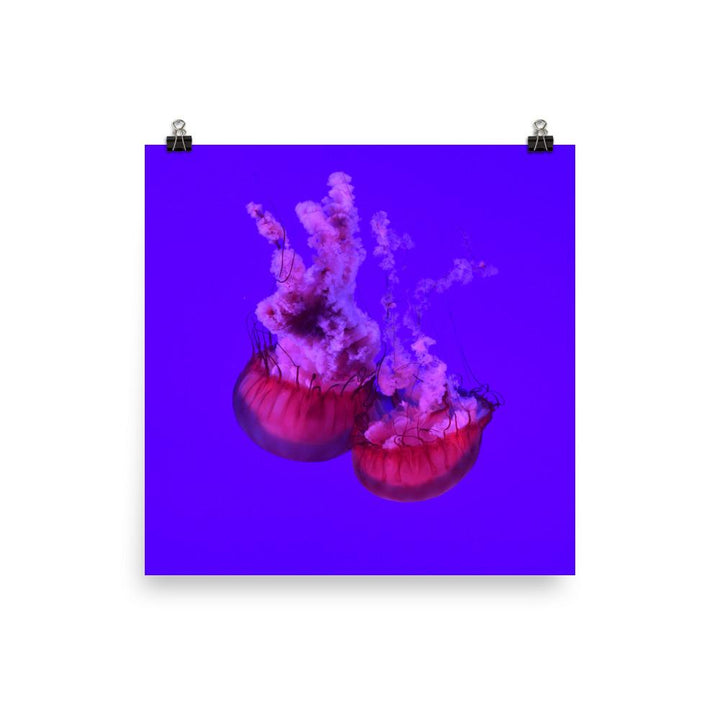 Pinke Qualle - Poster 25x25 cm artlia