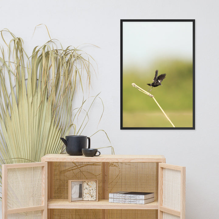 Poster - Elsterschmätzer Pied Bushchat artlia