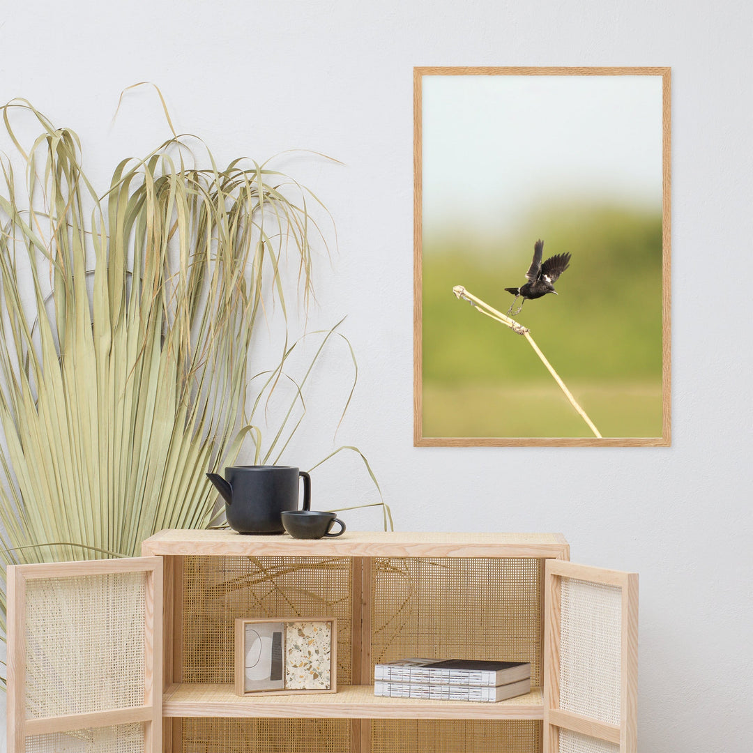 Poster - Elsterschmätzer Pied Bushchat artlia