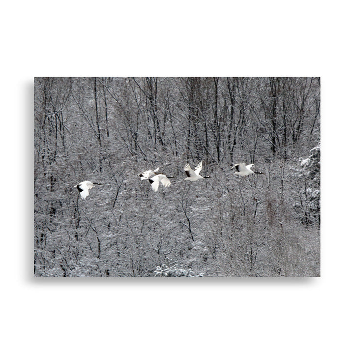 Poster - fliegende Kranichfamilie 70×100 cm artlia