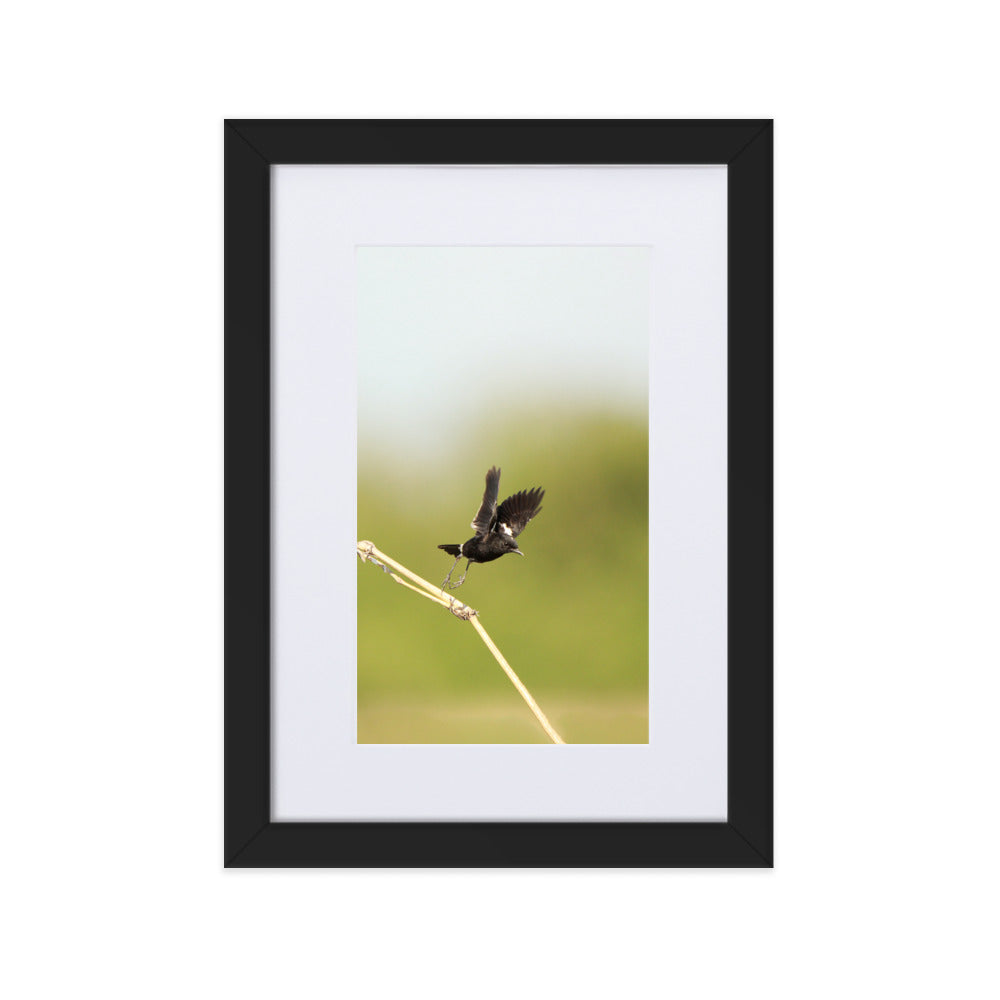 Poster mit Passepartout - Elsterschmätzer Schwarz / 21×30 cm artlia