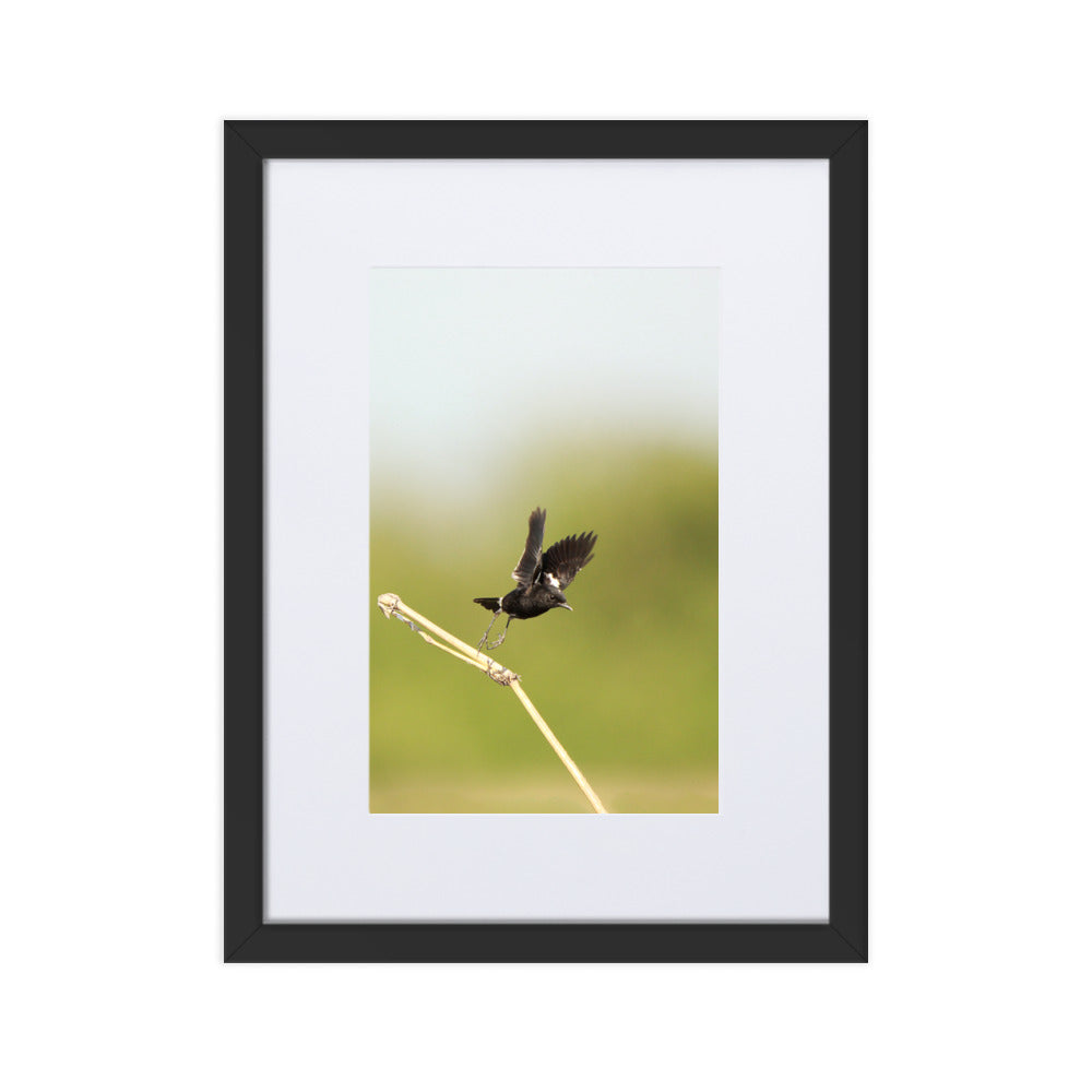 Poster mit Passepartout - Elsterschmätzer Schwarz / 30×40 cm artlia