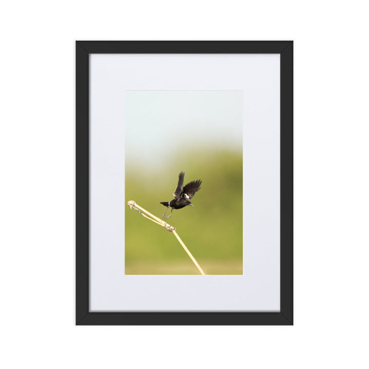 Poster mit Passepartout - Elsterschmätzer Schwarz / 30×40 cm artlia