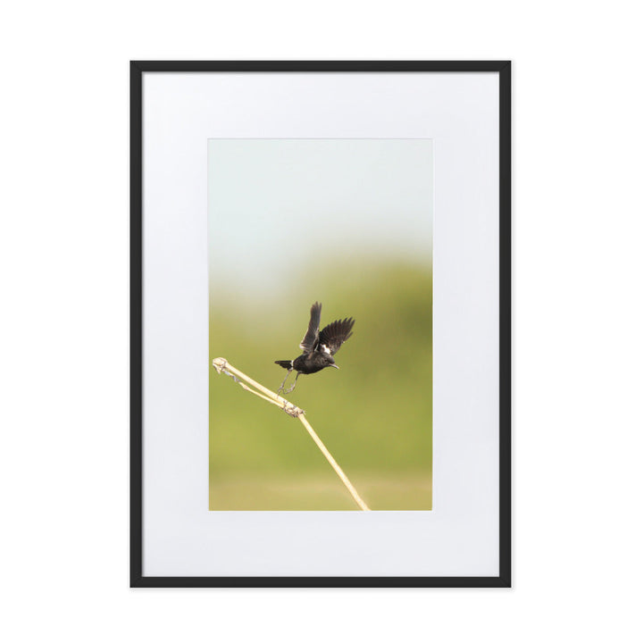 Poster mit Passepartout - Elsterschmätzer Schwarz / 50×70 cm artlia