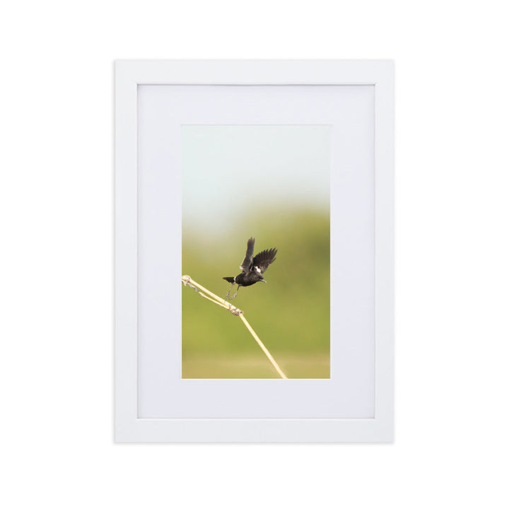 Poster mit Passepartout - Elsterschmätzer Weiß / 21×30 cm artlia