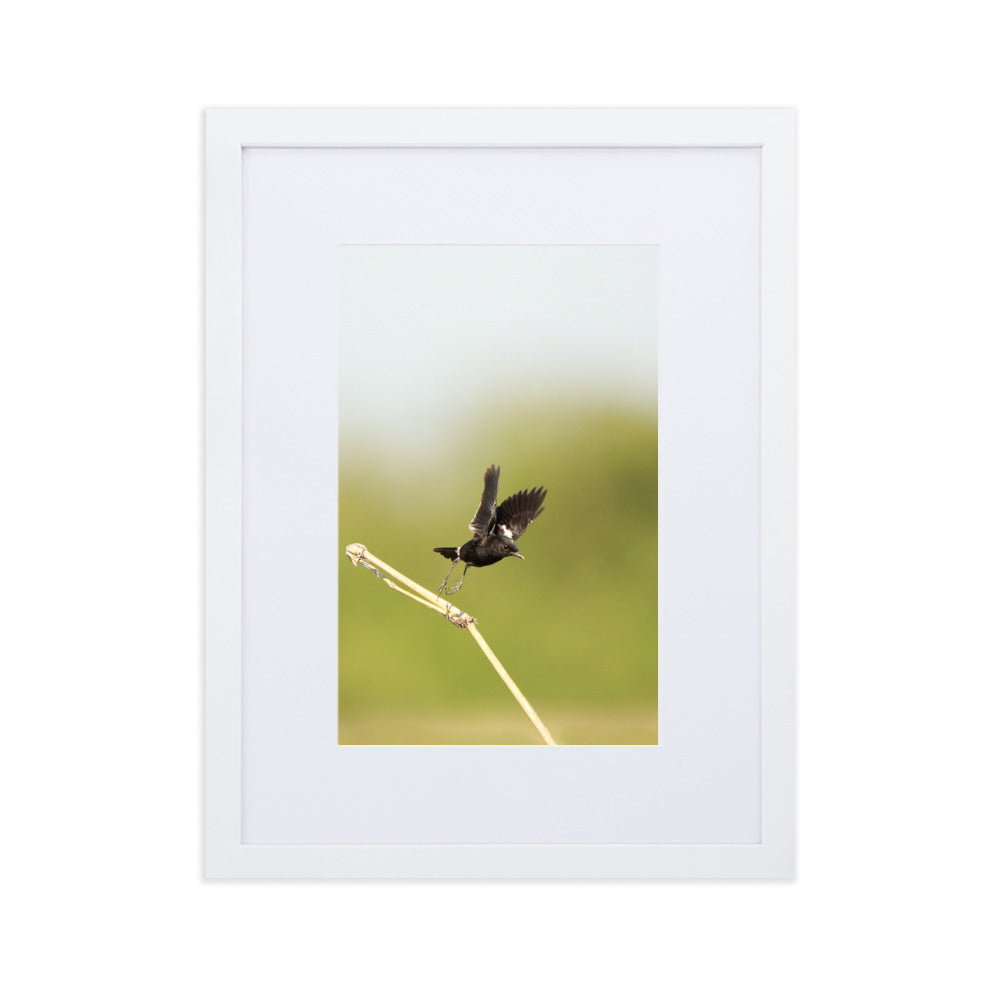 Poster mit Passepartout - Elsterschmätzer Weiß / 30×40 cm artlia
