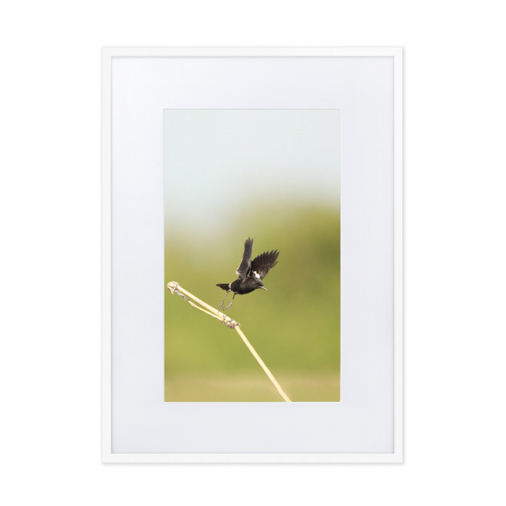 Poster mit Passepartout - Elsterschmätzer Weiß / 50×70 cm artlia